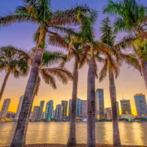 Miami skyline seen through palm trees during a breathtaking sunset.